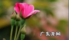 月月红为啥不开花 月月红开花后怎么修剪