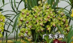 蕙兰开花后怎么养殖 蕙兰开花后怎么养殖视频