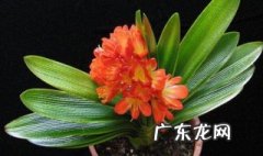 君子兰开花以后还会开花吗 君子兰开花以后还会开花吗为什么