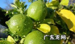 柠檬树开花时能不能浇水 柠檬树开花时能不能浇水施肥