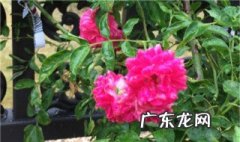 盆栽红木香几月份开花啊 盆栽红木香几月份开花