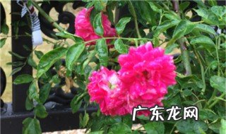 盆栽红木香几月份开花啊 盆栽红木香几月份开花