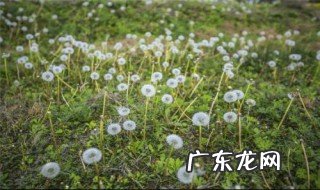 蒲公英开花了还可以移栽吗 蒲公英开花了还可以移栽吗视频
