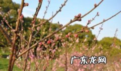 剪掉的桃树枝会开花吗 剪掉的桃树枝会开花吗