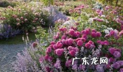 月季要开花时能给黄豆吗 月季要开花时能给黄豆吗视频