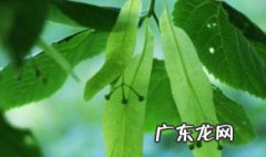 大叶金开花吗有毒吗 大叶金开花吗
