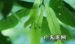 大叶金开花吗有毒吗 大叶金开花吗