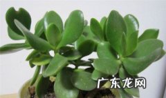 燕子掌开花寓意什么 燕子掌开花寓意什么呢