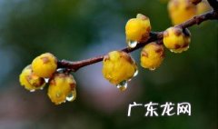 腊梅开花不鲜艳 腊梅不开花怎么回事