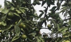 桔子树开花了还能剪枝吗 桔子树开花了还能剪枝吗