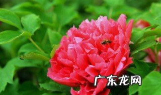 春节栽种牡丹会开花吗视频 春节栽种牡丹会开花吗
