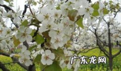 梨子树开花了可以打药不 梨子树开花时能打药吗