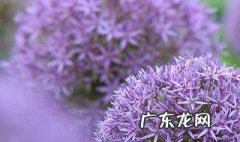 绒球花几点钟开花啊 绒球花几点钟开花