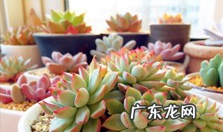 多肉从主枝上开花怎么处理 多肉从枝干中间腐烂的原因