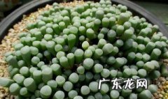 多肉五十铃开花多久 五十铃多肉开花图片