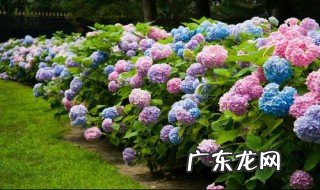 绣球开花时有多高 绣球开花时间长吗