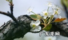 李树开花就会结果吗视频 李树开花就会结果吗