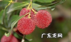 南方杨梅几月份开花 南方杨梅几月份开花啊