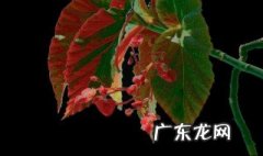 怎么能让竹节海棠一直开花呢 怎么能让竹节海棠一直开花