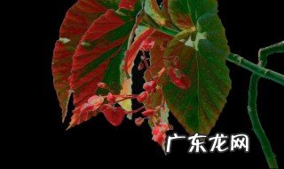 怎么能让竹节海棠一直开花呢 怎么能让竹节海棠一直开花