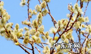 棉花柳几月开花 棉花柳是染的吗