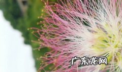 马缨花开花时间 马缨花有不开花的吗