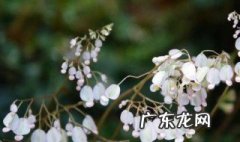 竹节海棠怎么能多开花 竹节海棠怎么养护长的好开花多
