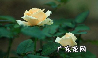 玫瑰花开花的特点 玫瑰开花的特点