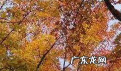山红叶开花吗 山红叶什么时候摘叶