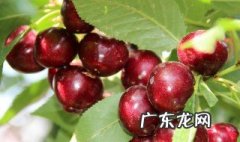 南方车厘子什么时候开花结果 南方车厘子几月开花结果