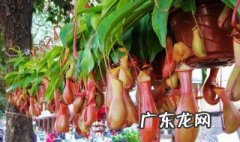 猪笼草怎么养 猪笼草怎么养殖方法