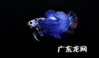 中国斗鱼鱼缸布置 泰国斗鱼怎么养