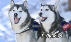 哈士奇怎么养 一个月的哈士奇怎么养