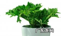 驱蚊草怎么养 驱蚊草怎么养才能爆盆