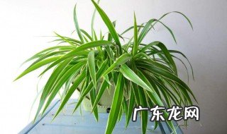 吊兰怎么养才能更旺盛叶子更绿油亮 吊兰怎么养