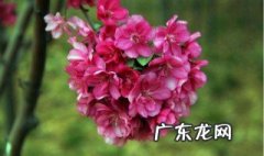 海棠花怎么养 海棠花怎么养护和管理