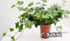 常春藤怎么浇水 常春藤怎么养