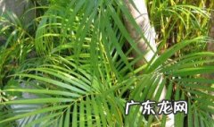 凤尾竹怎么养才能更旺盛散尾葵 凤尾竹怎么养