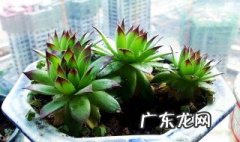 观音莲怎么养 观音莲怎么养才长得好