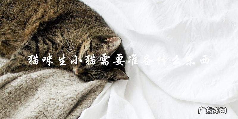 生小猫前,你需要准备哪些猫咪用品?