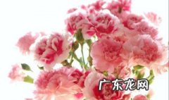 康乃馨花怎么养 康乃馨花怎么养家庭养法
