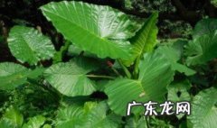 滴水观音植物怎么养 滴水观音怎么养