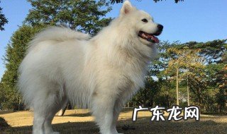 萨摩耶怎么训练 萨摩耶怎么养