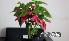 一品红怎么养家庭养法 一品红怎么养