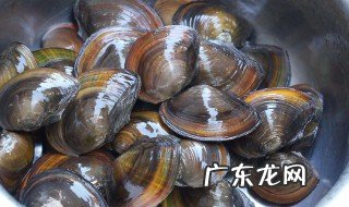 河蚌怎么养 河蚌可以养在鱼缸里吗