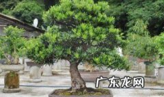 罗汉松怎么养 罗汉松怎么养护及注意事项