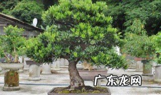 罗汉松怎么养 罗汉松怎么养护及注意事项