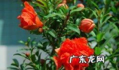 石榴花怎么养 石榴花盆栽养殖方法