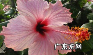 鲜花怎么养时间比较久 花店包好的花束怎么保存