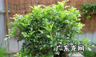 米兰花怎么养才愿意开花 米兰花怎么养